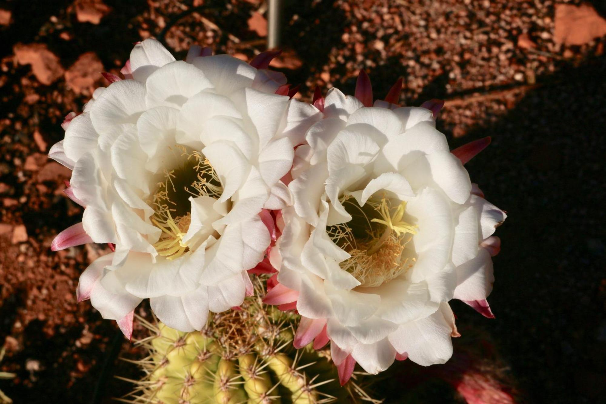Cathedral Casita At Sedona Cathedral Hideaway Llcヴィラ エクステリア 写真