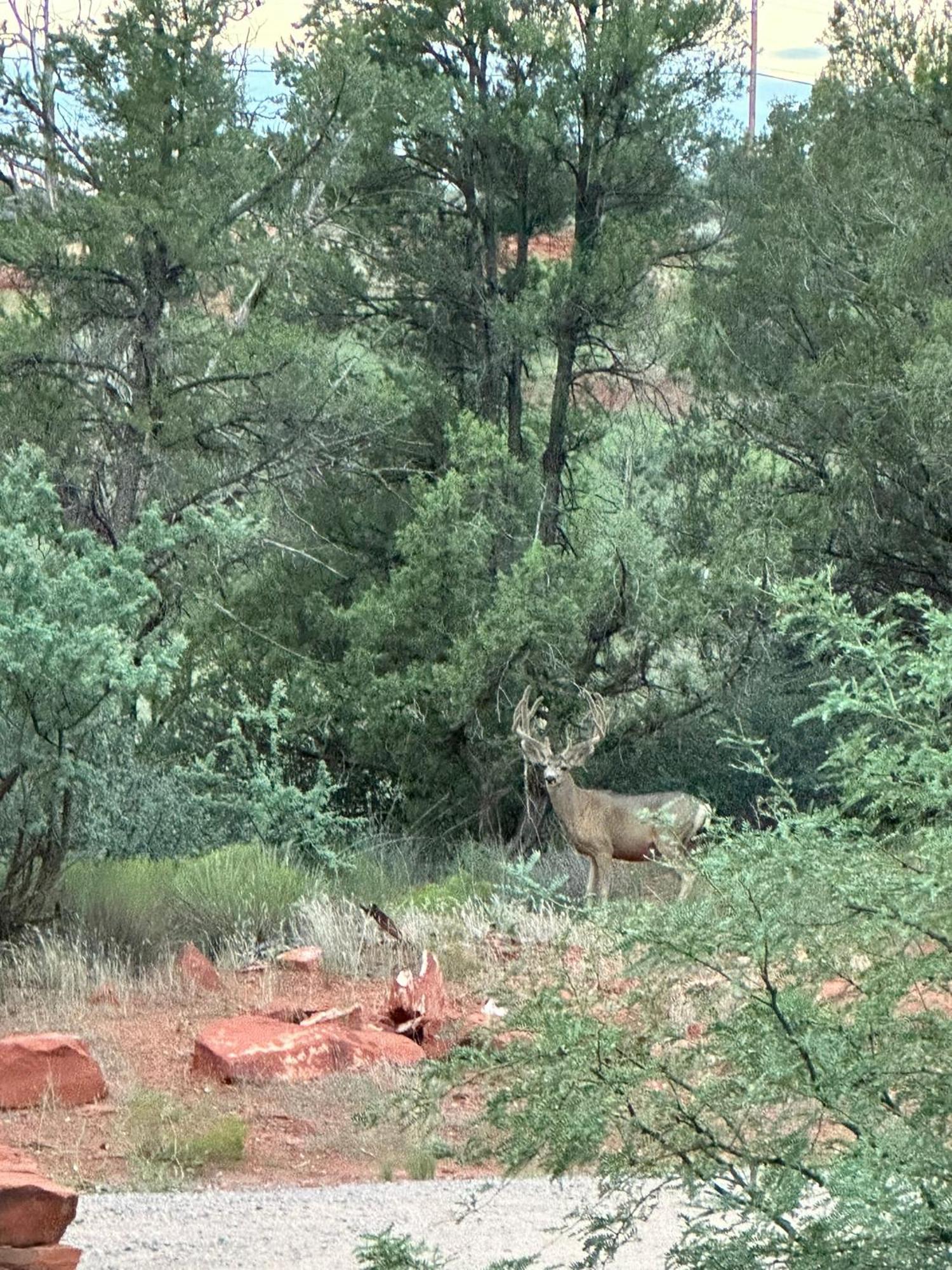 Cathedral Casita At Sedona Cathedral Hideaway Llcヴィラ エクステリア 写真